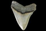 Megalodon Tooth - North Carolina #92438-2